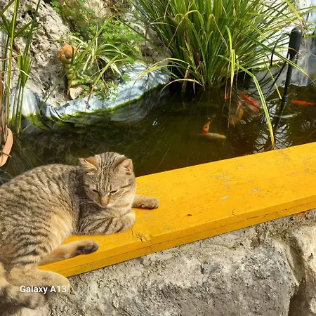 Bicorna - Chania Konukevi Plaka (Apokoronas)